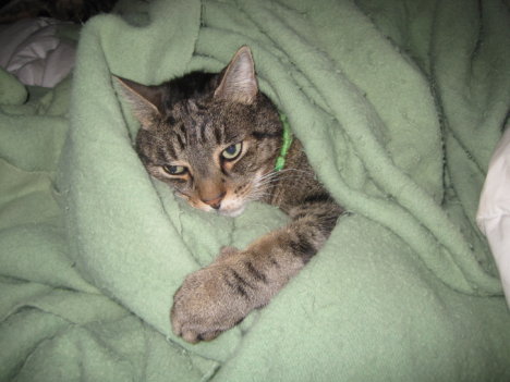 Picture of a cat / kitten / feline