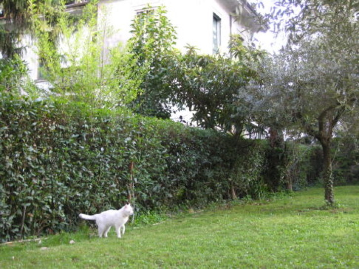 Picture of a cat / kitten / feline