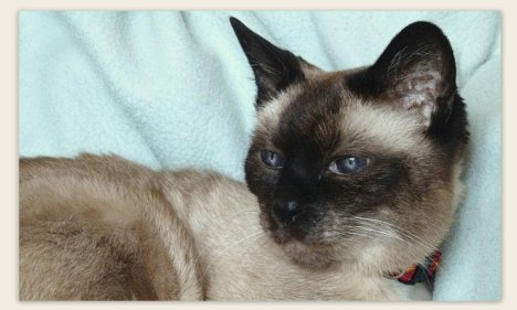 Picture of a cat / kitten / feline