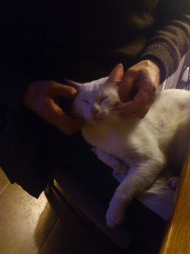 Picture of a cat / kitten / feline