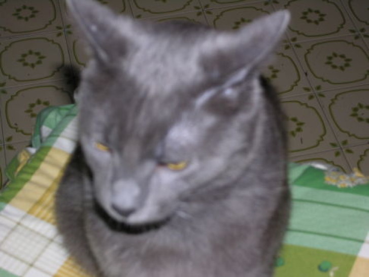 Picture of a cat / kitten / feline