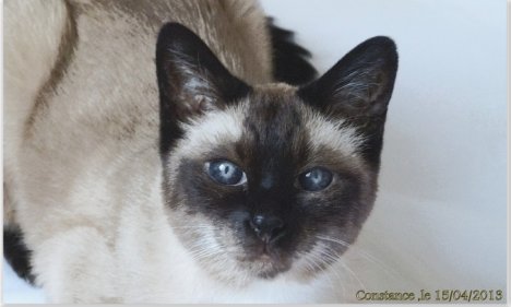 Picture of a cat / kitten / feline