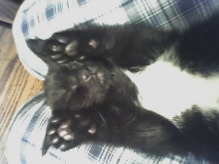 Picture of a cat / kitten / feline