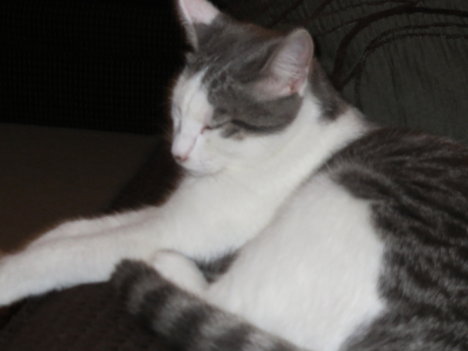 Picture of a cat / kitten / feline