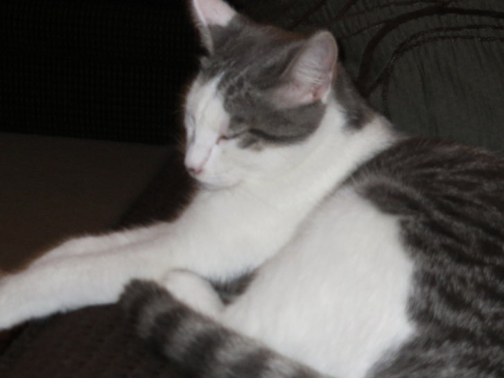 Picture of a cat / kitten / feline