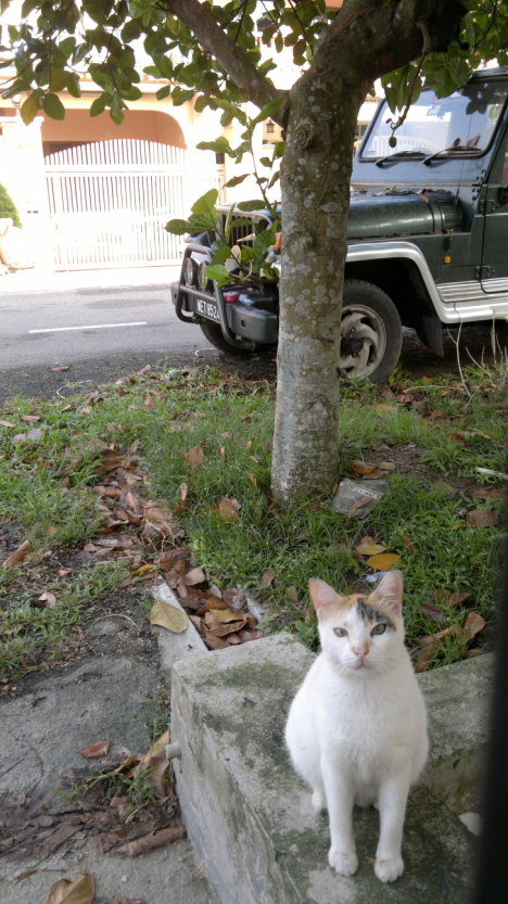 Picture of a cat / kitten / feline