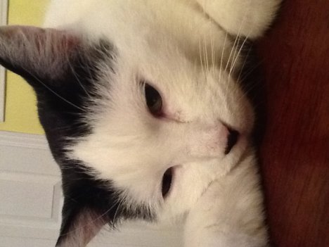 Picture of a cat / kitten / feline