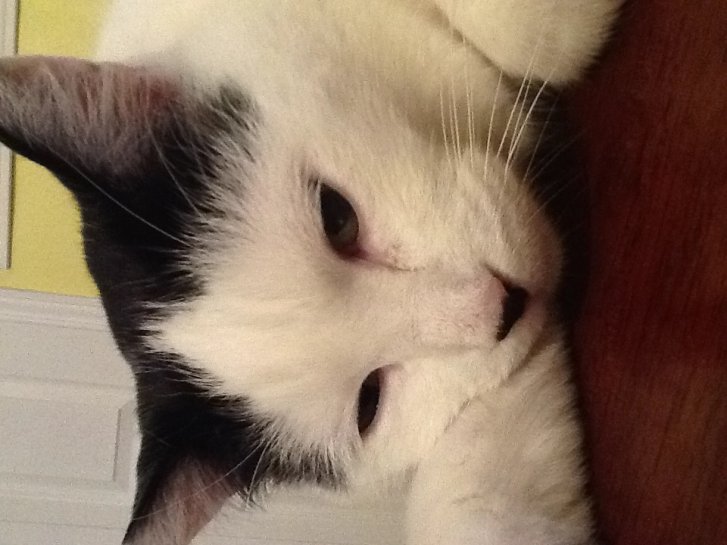 Picture of a cat / kitten / feline