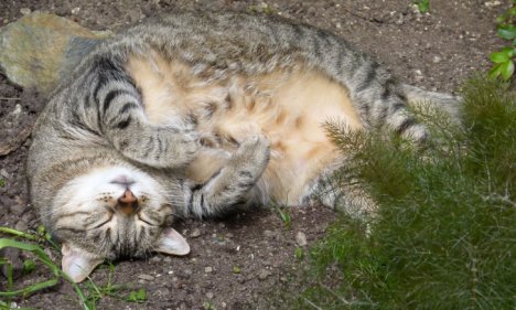 Picture of a cat / kitten / feline