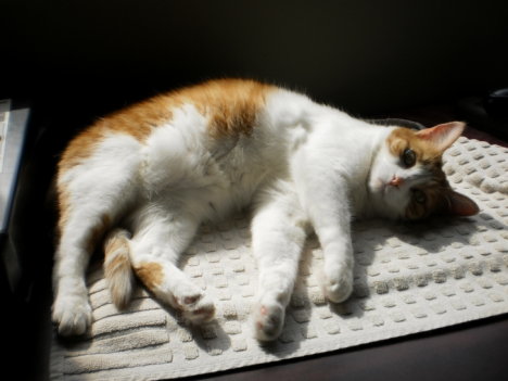 Picture of a cat / kitten / feline