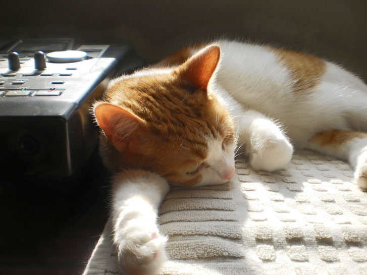 Picture of a cat / kitten / feline