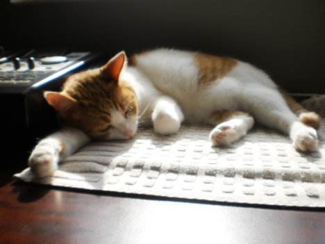 Picture of a cat / kitten / feline