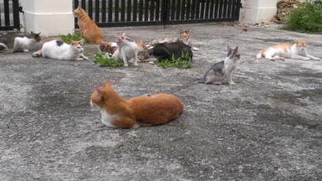 Picture of a cat / kitten / feline