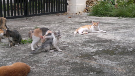 Picture of a cat / kitten / feline