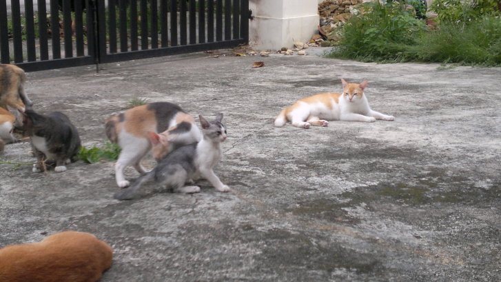 Picture of a cat / kitten / feline