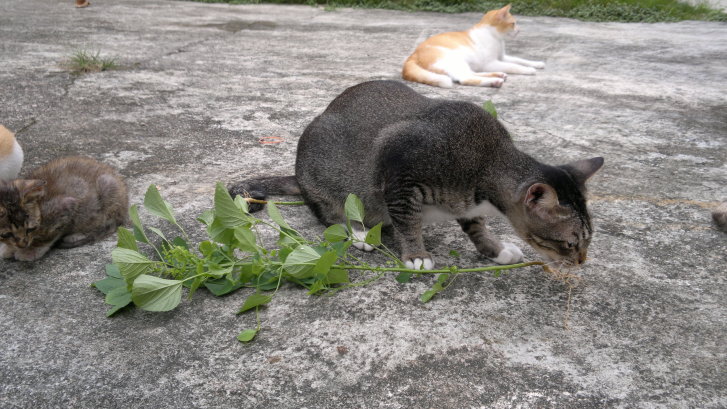 Picture of a cat / kitten / feline