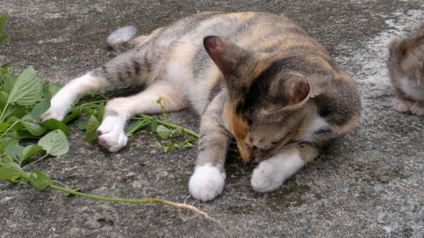 Picture of a cat / kitten / feline