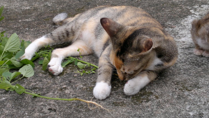 Picture of a cat / kitten / feline