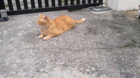 Picture of a cat / kitten / feline