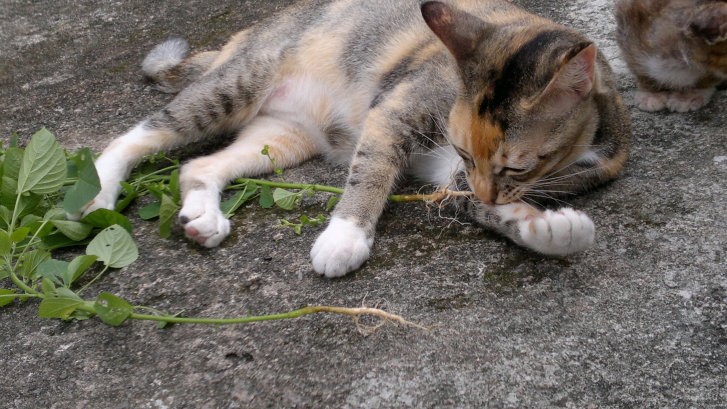 Picture of a cat / kitten / feline