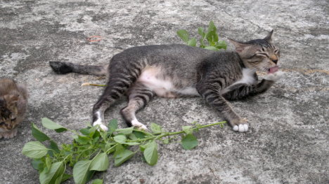 Picture of a cat / kitten / feline