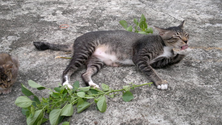 Picture of a cat / kitten / feline