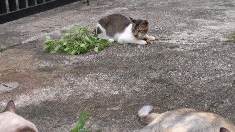 Picture of a cat / kitten / feline