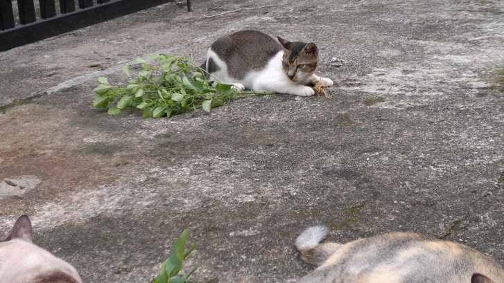 Picture of a cat / kitten / feline