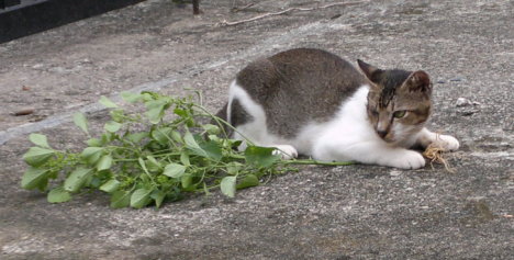 Picture of a cat / kitten / feline