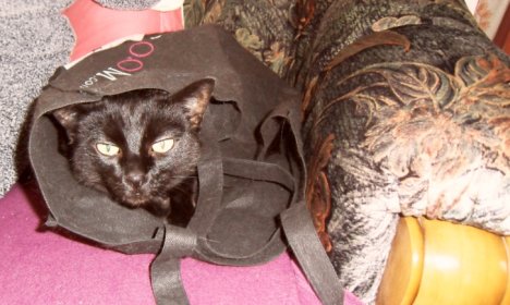 Picture of a cat / kitten / feline