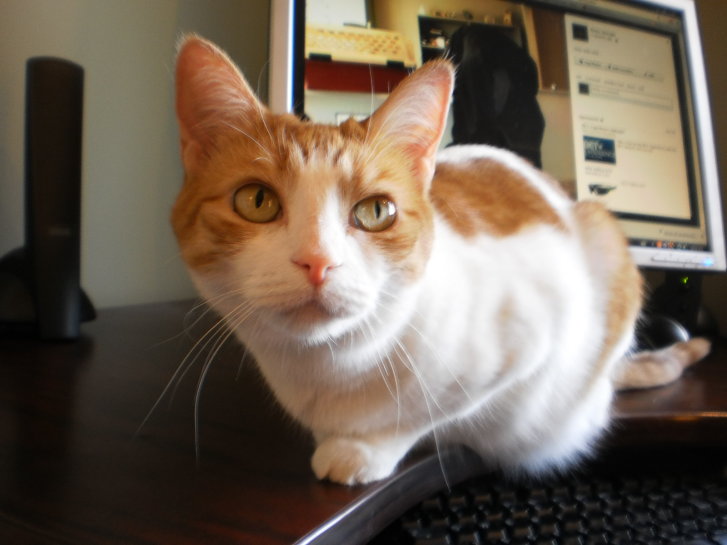 Picture of a cat / kitten / feline