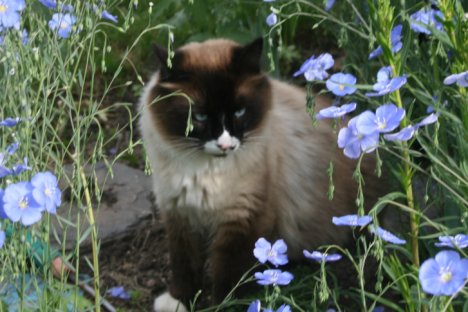 Picture of a cat / kitten / feline