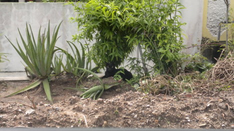 Picture of a cat / kitten / feline