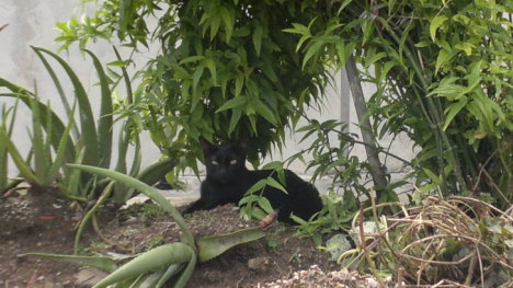 Picture of a cat / kitten / feline