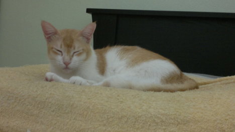 Picture of a cat / kitten / feline