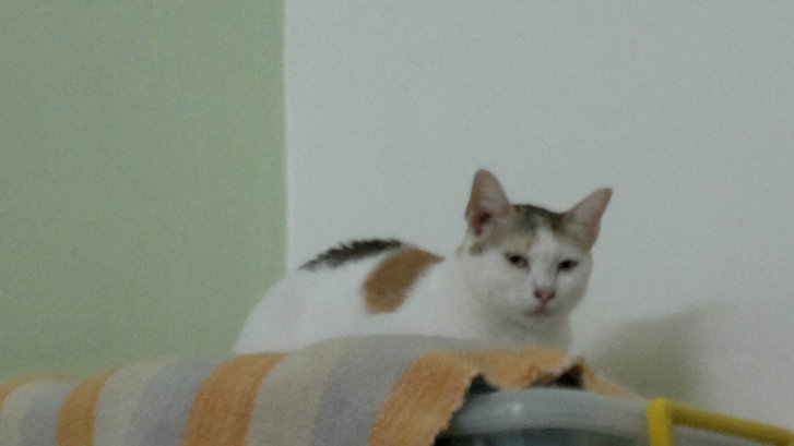 Picture of a cat / kitten / feline