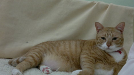 Picture of a cat / kitten / feline