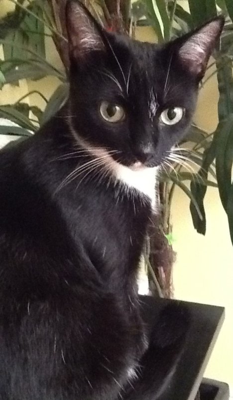 Picture of a cat / kitten / feline