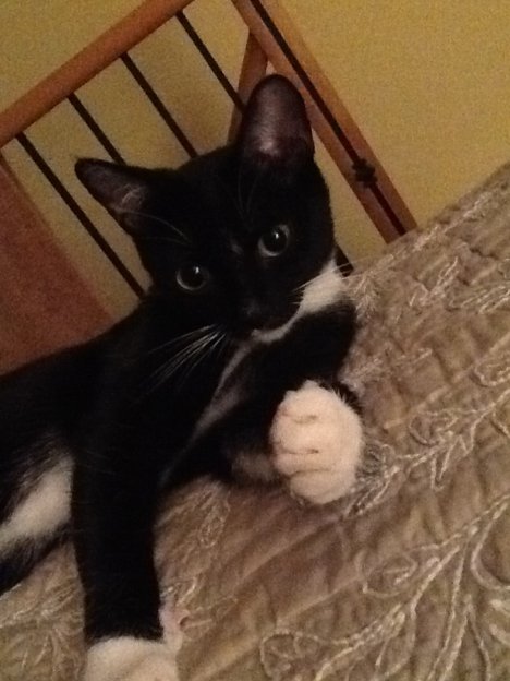 Picture of a cat / kitten / feline