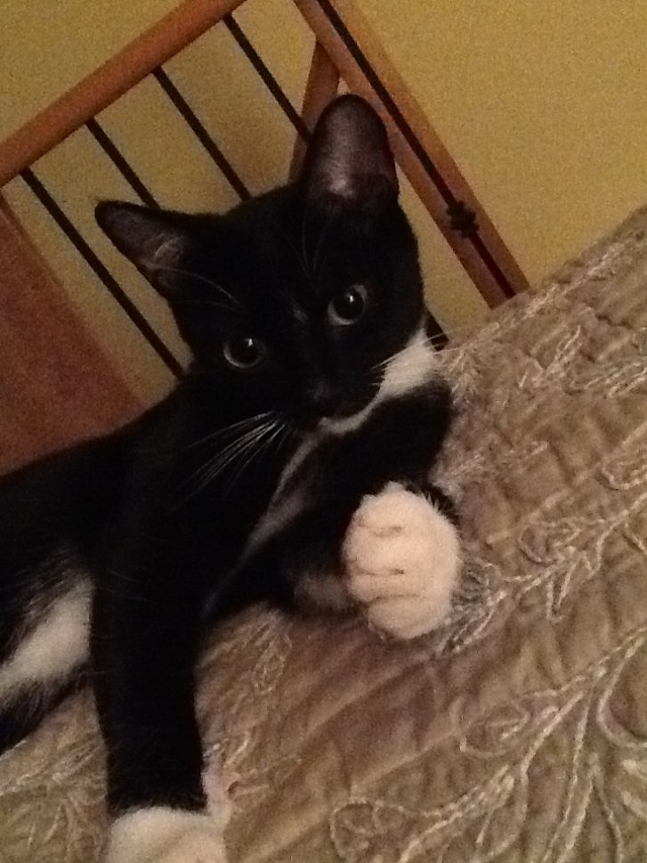 Picture of a cat / kitten / feline