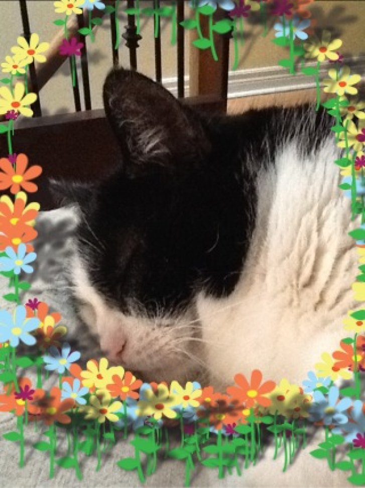 Picture of a cat / kitten / feline