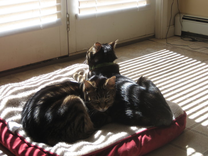 Picture of a cat / kitten / feline