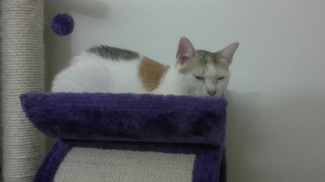 Picture of a cat / kitten / feline