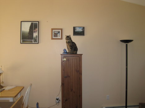 Picture of a cat / kitten / feline