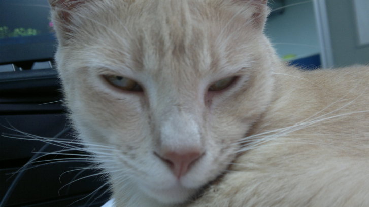 Picture of a cat / kitten / feline