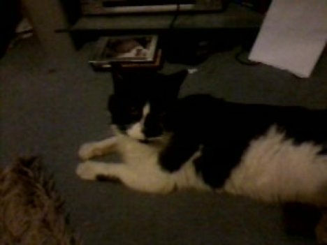 Picture of a cat / kitten / feline