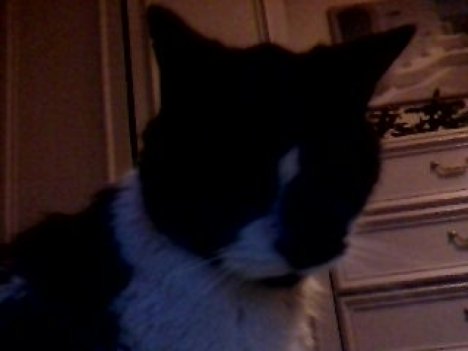 Picture of a cat / kitten / feline