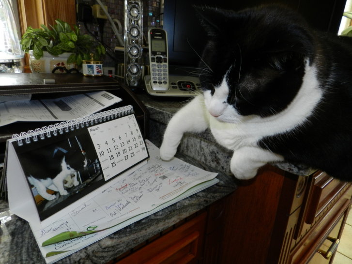 Picture of a cat / kitten / feline