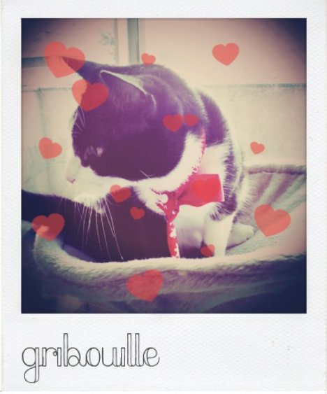 Picture of a cat / kitten / feline