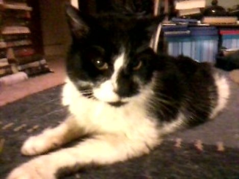 Picture of a cat / kitten / feline